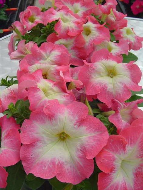 PETUNIA LIMBO BIANCO BORDO ROSA NR.1000 SEMI PILL.